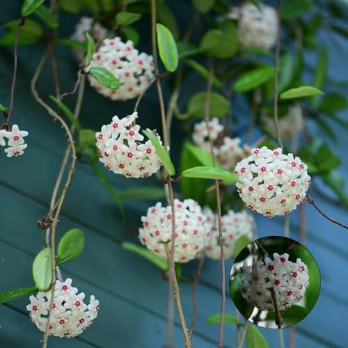 250 Pcs Hoya Samen - Hoya Carnosa - Saatgut Blumenbeet, Exotische Pflanzen Winterhart Hoya Pflanze Samen, Blumen Balkon, Garten Geschenke Für Frauen, Kletterpflanze Gartenblumen, Zimmerpflanzen