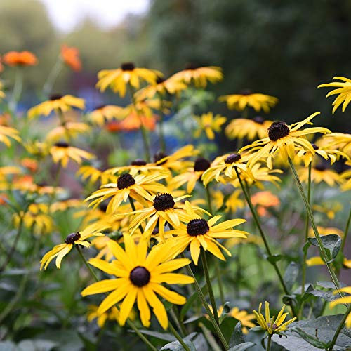 Black-Eyed Susan Rudbeckia Goldsturm, Coneflower Hardy Perennial Bright Yellow Daisy-Like Flowers with Black Centres Attracts Wildlife, 9cm Potted by Thompson and Morgan (3)