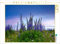 CALVENDO Puzzle Lupinen 1000 Teile Lege-Größe 64 x 48 cm Foto-Puzzle Bild von Claudia Evans