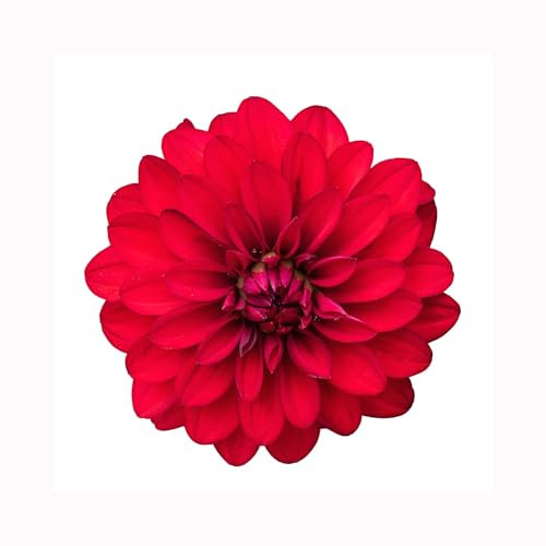 Dahlia Imagine Power Red - 3 Established Plants in 9cm pots - Dazzling Dahlias Vibrant Bedding Plants. Ready for pots or Hanging Baskets Plants Online.Summer Garden