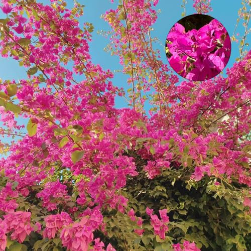 800 Pcs Bougainvillea Spectabilis Samen - Blumenwiese Samen Mehrjährig, Bienenwohl, Zaun Deko Bougainvillea Pflanze Samen, Deko Blumen, Bonsai Samen, Pflanzen Wandhalterung Ausgefallene