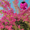 800 Pcs Bougainvillea Spectabilis Samen - Blumenwiese Samen Mehrjährig, Bienenwohl, Zaun Deko Bougainvillea Pflanze Samen, Deko Blumen, Bonsai Samen, Pflanzen Wandhalterung Ausgefallene