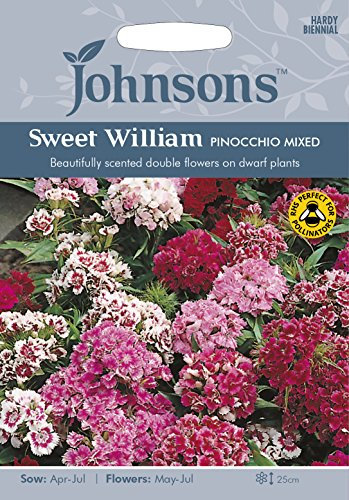 Johnson's 16922 Flower Seeds, Sweet William Pinocchio Mixed