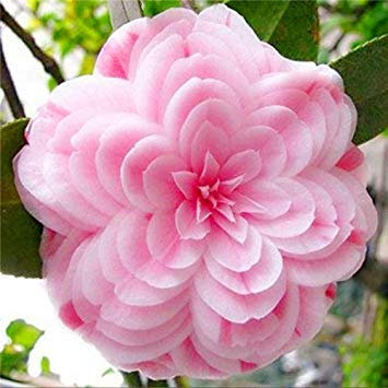 20 Stück Arcobaleno Fiore Della Camelia Albero Piante Doppio Flap Camellia perenne fioritura Pianta in Vaso per la casa Giardino di impianto: 22