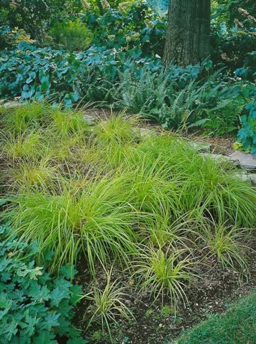 Carex montana 9x9 cm Topf – Winterhart, Mehrjährig, Pflegeleicht – Berg-Segge – Ziergras für Steingarten & Rabatte