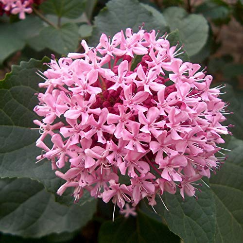 Losbaum, Ruhmesblume - Clerodendrum Bungei - 50-60 cm Topf - Rosa Blüten, pflegeleicht