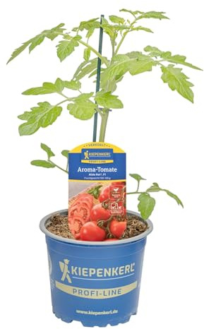 Kiepenkerl Salattomate Alido Rot veredelt Solanum lycopersicum F1 resistent ertragreich 12cm Topf 4er Set 4 Pflanzen