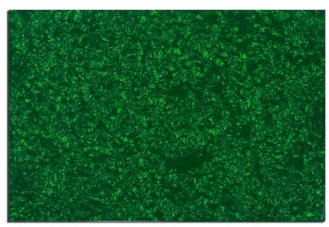 Musiclily 435x290mm Pickguard Blank Schlagbrett Rohling Material für Fender Strat Tele E-Gitarre und Bass, 4-lagig Green Pearl