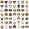 MORCART 54 Emoji-Kühlschrankmagnete, Kühlschrankmagnete für Spind, Whiteboard, Hunde-Magnete, lustige Magnete für Schule, Zuhause, Küche, Büro, Geschenk für Familie und Freunde, EM-024