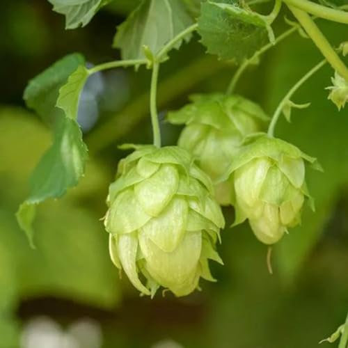 400 pcs wilder hopfen samen, hopfen pflanze kaufen, wildblumensamen, balkon hopfen samen zum pflanzen - Humulus lupulus - blumensamen geschenk, pflanze bienenfreundliche blumensamen,