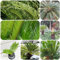 Palmfarn winterhart - samen kübelpflanzen Sagopalmfarn winterfeste pflanzen für balkon hochbeet balkon winterharte pflanzen für garten dekopflanzen exotische samen gartenpflanzen 45pcs