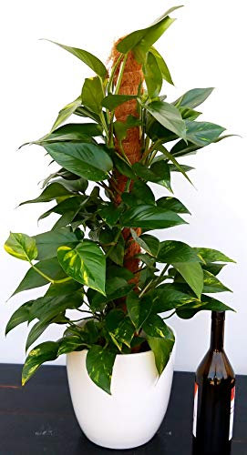 POWERS TO FLOWERS - POTOS EPIPREMNUM AUREUM SU PALO IN VASO CERAMICA BIANCO, altezza 80cm, pianta vera