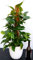 POWERS TO FLOWERS - POTOS EPIPREMNUM AUREUM SU PALO IN VASO CERAMICA BIANCO, altezza 80cm, pianta vera