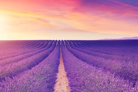 adrium Acryl-Bild 50 x 30 cm: Violette Lavendelbüsche. Wunderschöne Farben lila Lavendelfelder in der Nähe von Valensole, Provence in Frankreich, Europa (101354330)