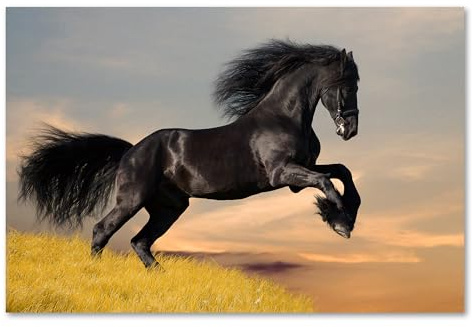 Postereck - 0213 - Schwarzes Pferd, Rappe Hengst Tier Reiten Natur - Wandposter Fotoposter Bilder Wandbild Wandbilder - Poster - 3:2-91,0 cm x 61,0 cm