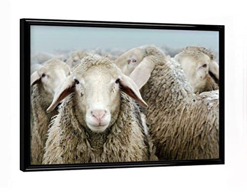artboxONE Poster mit schwarzem Rahmen 18x13 cm Tiere Schafherde - Bild Schafe Schaf Schafe