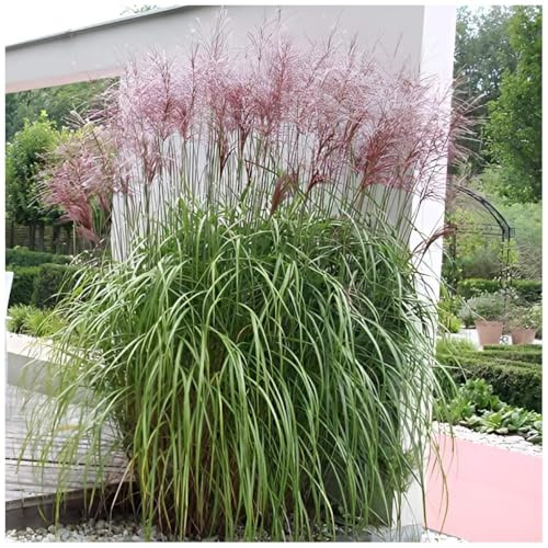 Stauden Gänge 10 x Miscanthus sinensis 'Malepartus' Chinaschilf winterhart | Hohes Ziergras für Sonne, Blüte September bis Oktober, mehrjährig, 1 L Topf (11x11 cm)