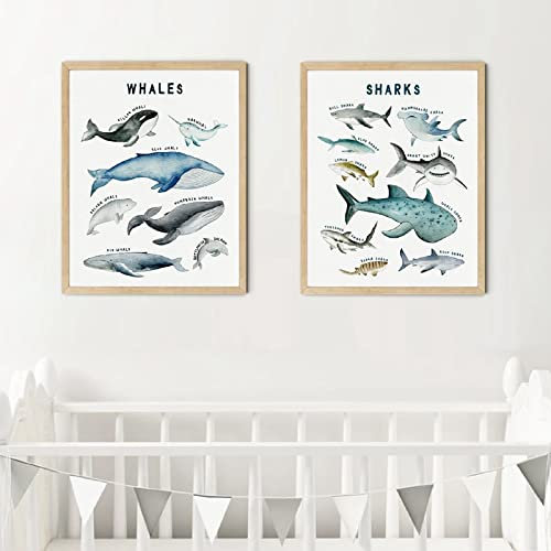 iYoucase Wale und Haie Arten Wand Bilder Meerestiere Pädagogisches Poster Kunstdruck Ozean Meer Leinwand Gemälde Kinderzimmer Dekorative Bilder 40 x 60 cm x 2 ungerahmt