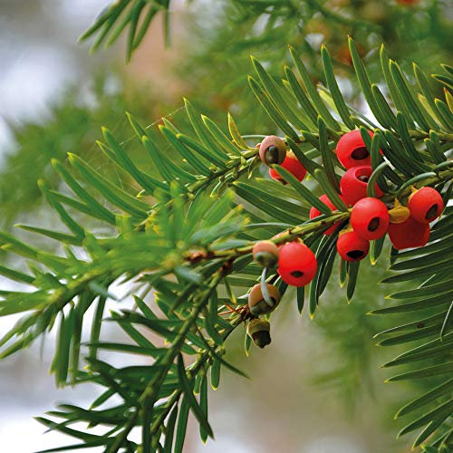 Outdoor Garden English Yew Hedging Hardy Garden Plants, Native Evergreen Hedging, Easy to Grow & Wildlife Friendly, 1x English Yew Hedging Bare Root Plants by Thompson & Morgan (1)