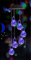 Ulalaza Solar Windspiel Outdoor LED Farbwechsel Solarleuchten Romantisches Dekor für Patio Garden Yard Home (Bulb)