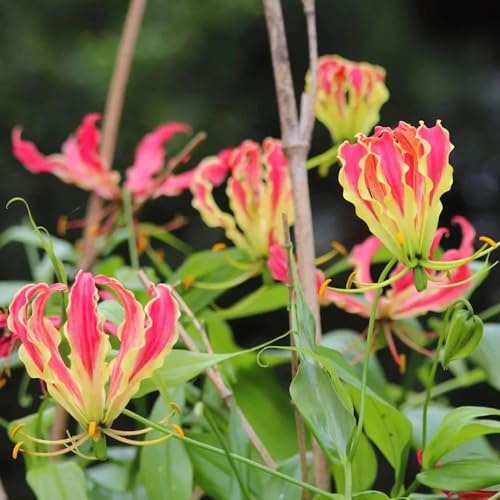 Flammenlilien zimmerpflanze pflanztopf blumenzwiebeln steingartenpflanzen kräutergarten büropflanzen hochbeett bonsai topf hochbeete für garten blumenzwiebeln mehrjährig winterhart 12zwiebeln