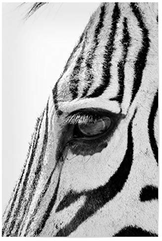 artboxONE Poster 30x20 cm Tiere Zebra Augenblick hochwertiger Design Kunstdruck - Bild Zebra
