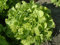Lot de 500 Graines de Laitue Salad Bowl - Variété Ondulée et Croquante - Laitue Reproductible - Riche en Nutriments et Minéraux - 100% Naturelle - Garantie Germination - Semences 100% Reproductibles
