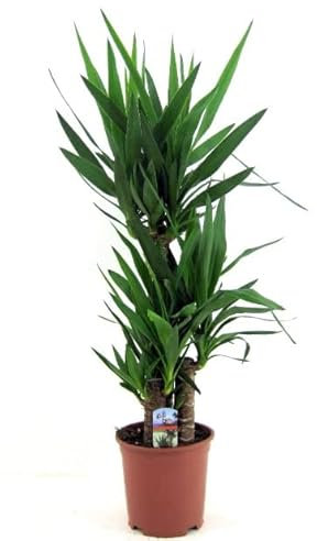 Exótica Yucca Elephantipes de 100cm 2 Troncos - Planta Natural de Fácil Cuidado y Mantenimiento