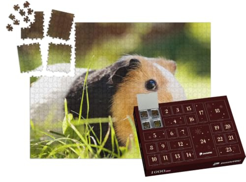 puzzleYOU: Puzzle-Adventskalender | „EIN süßes dreifarbiges Meerschweinchen“ – aus der Puzzle-Kollektion Meerschweinchen