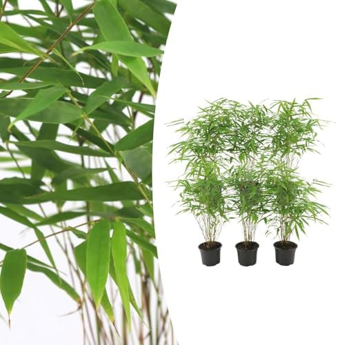 Bambou - Fargesia Rufa | 6 pièces - 25cm - Ø13cm - Plante de jardin