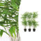 Bambou - Fargesia Rufa | 6 pièces - 25cm - Ø13cm - Plante de jardin