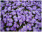 1 x Mazus reptans (Winterhart/Staude/Bodendecker/Mehrjährig/Stauden) Lippenmäulchen - Eine farbenfrohe Grundlage für kreative Gartengestaltung - Trittfest - von Stauden Gänge