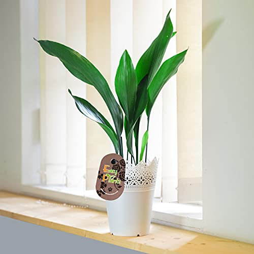 1 plante de table Aspidistra commune en fonte avec pot de fleurs et soucoupe Blanc
