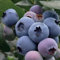Myrtille Tardive Bluegold 1L - Plante de Jardin, Arbres fruitiers - la Décoration Parfaite pour Votre Propriété - Pour les Débutants et les Jardiniers Professionnels
