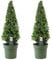 Plant in a Box - Japanische Stechpalme - 2er Set - Ilex crenata 'Jenny' Pyramide - Höhe 55-65cm - Topf 21cm - Buchsbaum alternativ - Immergrüner Strauch - Gartenpflanze