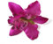 Orchid Flower Hair Clip Slide Grip Retro Vintage Pinup (Purple)