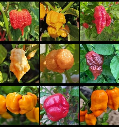 I peperoncini più piccanti del mondo, super piccanti, 9 varietà, 90 semi, confezione (2)