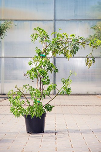 Brombeere Thornless Evergreen, 30-40 cm, Beerenobst Pflanze, Strauch für Sonne-Halbschatten, Obststrauch winterhart & mehrjährig, Rubus fruticosa, im Topf