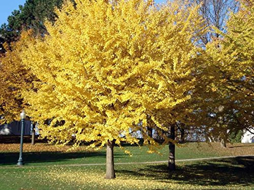 Ginkgobaum 10 Samen (Ginkgo biloba) Die beliebtesten Zierbäume