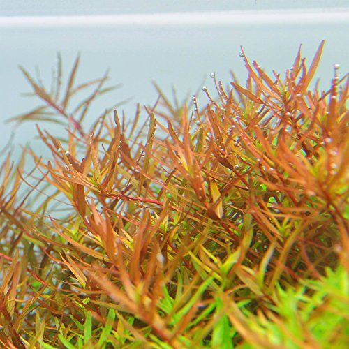 Rotala Vietnam H'ra - Pflanze für Aquarien, 1 Bund