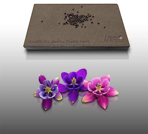 100 graines Fleurs à semer - Le Grenier d'Abondance - ANCOLIE des jardins - Aquilegia