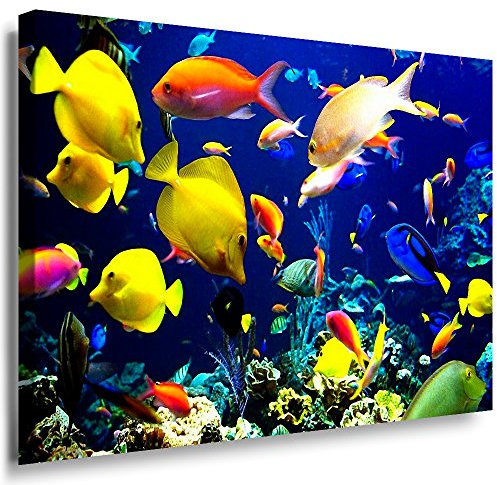 Julia-Art - Bilder Fische Aquarium Leinwand mit Keilrahmen 40 x 30 cm Leinwandbild XXL Wandbild Tiere Kunstdrucke Tierwelten Bild Wanddesign Wanddekoration c-642v-22
