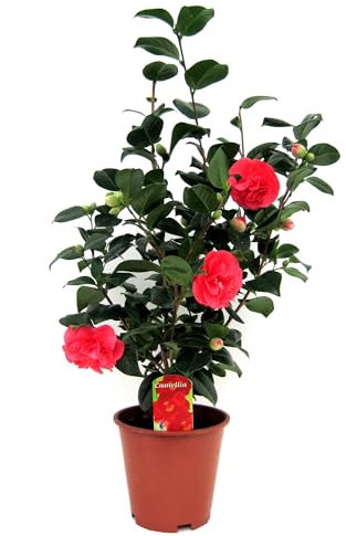 Plant in a Box - Camellia Japonica - Camelie kübelpflanz Immergrüne Winterhart - Topf 19cm - Höhe 60-70cm