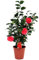 Plant in a Box - Camellia japonica 'Lady Campbell' - Rouge - Plante vivace - Rose japonaise - Plante de jardin - Pot 19cm - Hauteur 60-70cm
