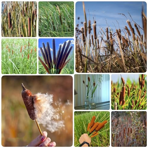 400 Pcs Zwergrohrkolben Typha Samen - Typha Orientalis - Gartenpflanzen Winterhart, Wohnzimmer Pflanzen Hydrokultur Pflanzen Wasserpflanzen (Typha Latifolia) Teichpflanzen Herbst Dekoration