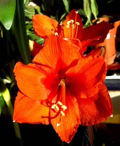 Amarylliszwiebeln : Ritterstern (Amaryllis) – Hippeastrum orange 1 Blumenzwiebel