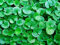 Dichondra repens Rasensamen Hängen Dekorative Gartenpflanzen Bonsai leicht Topf 100% echtem Samen 100 PC / bag