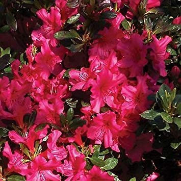 vegherb Rhododendron Rose Azalea Bush Seeds (Rhododendron Ferrugineum) 50 + Seeds
