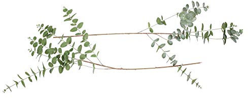 FRANK FLECHTWAREN Kunstpflanze, Kunstzweig, Immergrün Zweig Eukalyptus, im 2er Set Länge 107 cm