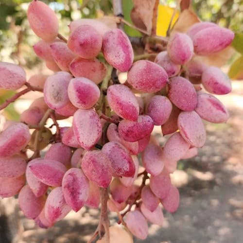 semillas de pistacho, Plantas de jardín, árboles para el jardín. plantas de interior, plantar semillas Jardín de flores, regalos para los amantes del jardín. Las plantas de jardín son 50pcs